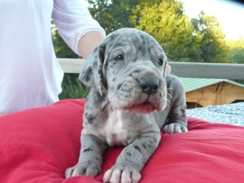 De La Légende De Pompéï - Dogue allemand - Portée née le 17/09/2014