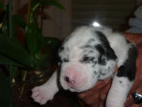 CHIOT