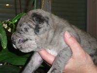 CHIOT